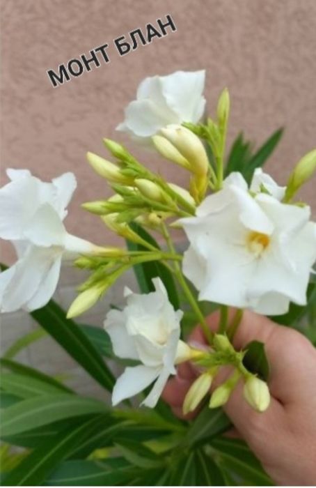 Олеандър /зокум/