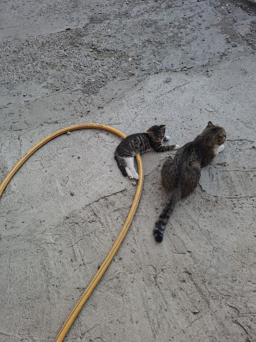 Отдам котят девочек