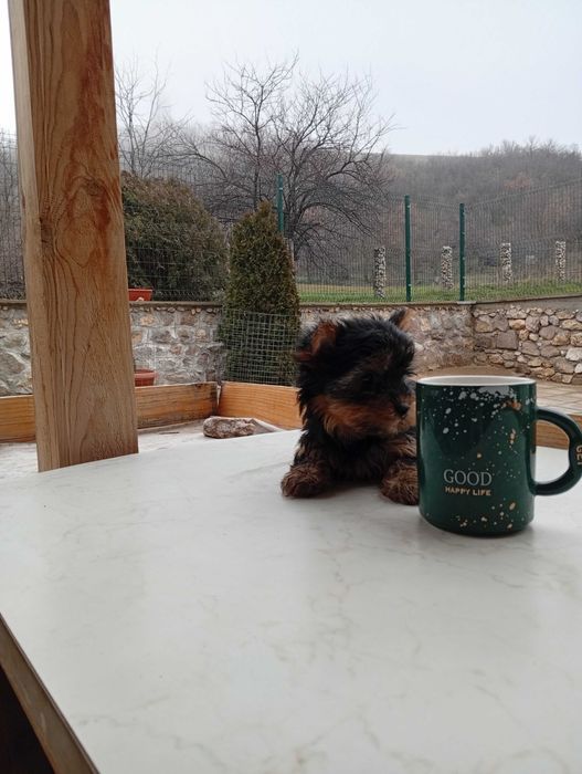 Продавам йоркширски териер