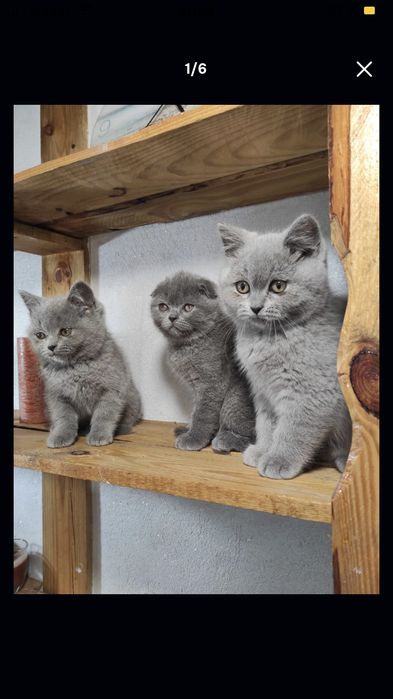 British shorthair blue de la crescător - felisa