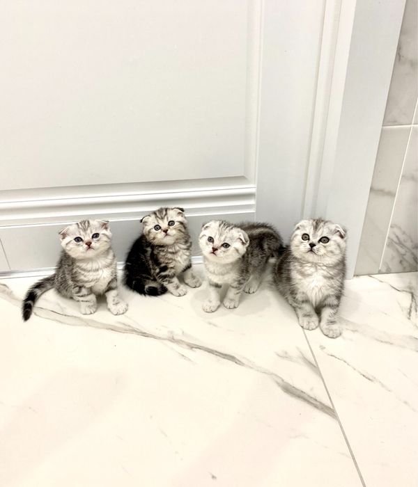 Красивые шотландские котята