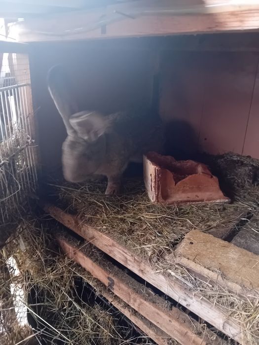 Vând cușca pt iepuri și iepuri masculi și femele.