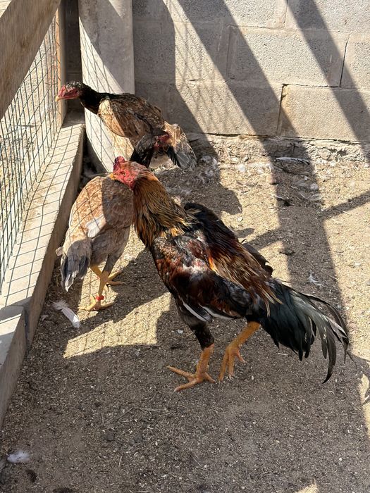 Дакан Шамо Китай цыплята куры бойцовые