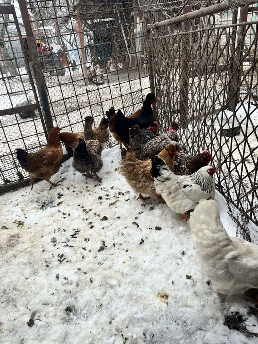 De puicute de 7 luni de vanzare