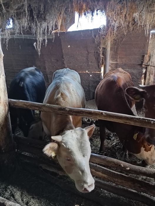 Продам молодняк 8 голов