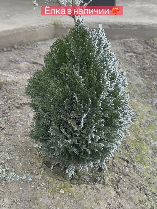 Красивые ёлки. Рост будет 3-4 метра