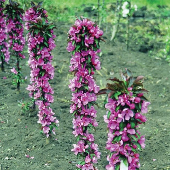 Колоновидные плодовые деревья