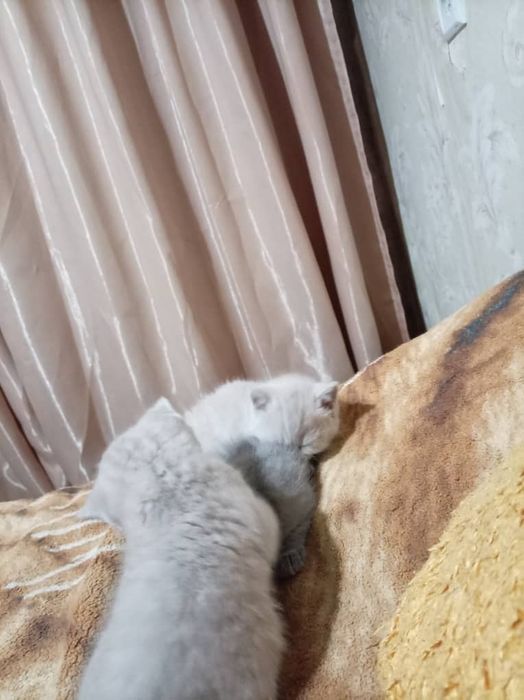 Продаются два  Шотландских котёнка