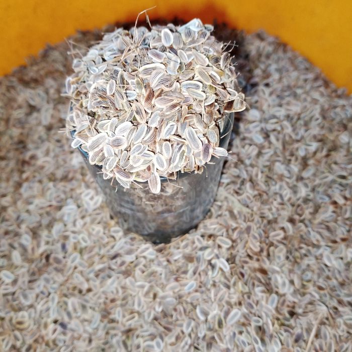 Продам семена укропа