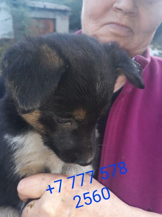 Щенки в добрые руки.