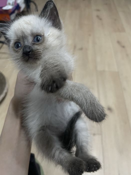 Котёнок в добрые руки