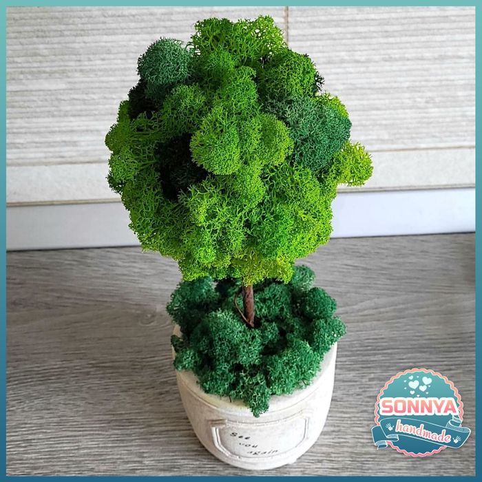 Copacel in ghiveci cu licheni stabilizati