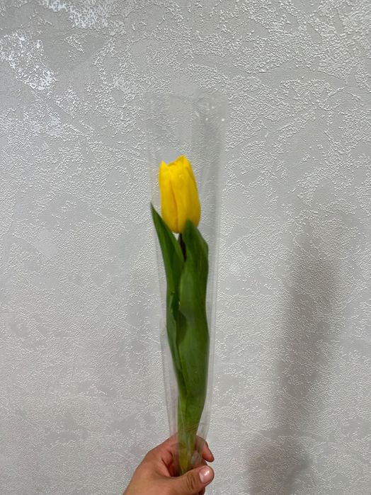 Тюльпаны премиум качества