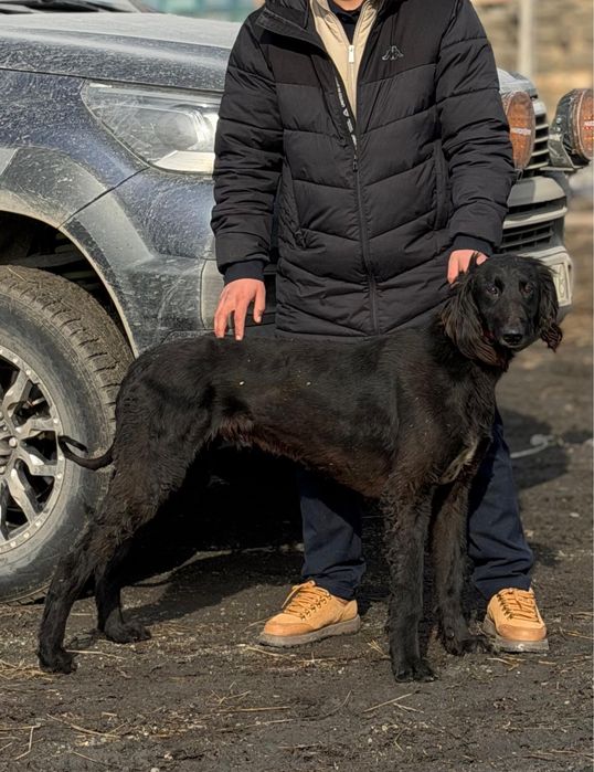 Продам щенка Казахской Тазы