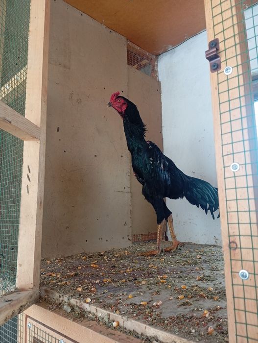 Сотилади курос 8 месяцев