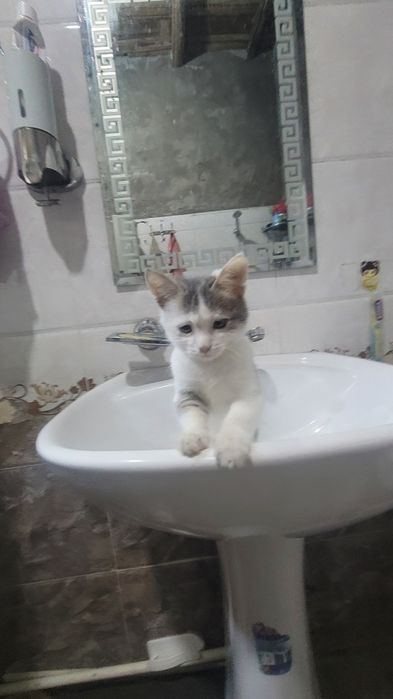 Sinyarita sotiladi  tozza mushuk doim yuvib taralgan