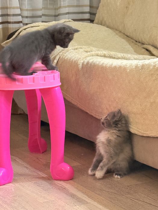Умные и красивые котята девочки