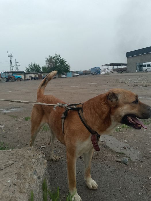 алабай сатылады .