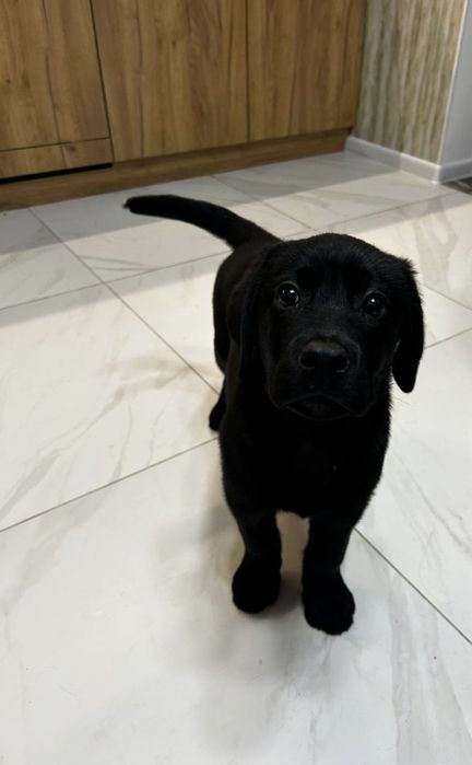 Щенок лабрадора девочка продажа