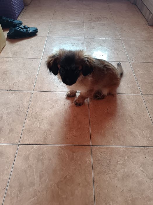 Donez băiețel pechinez