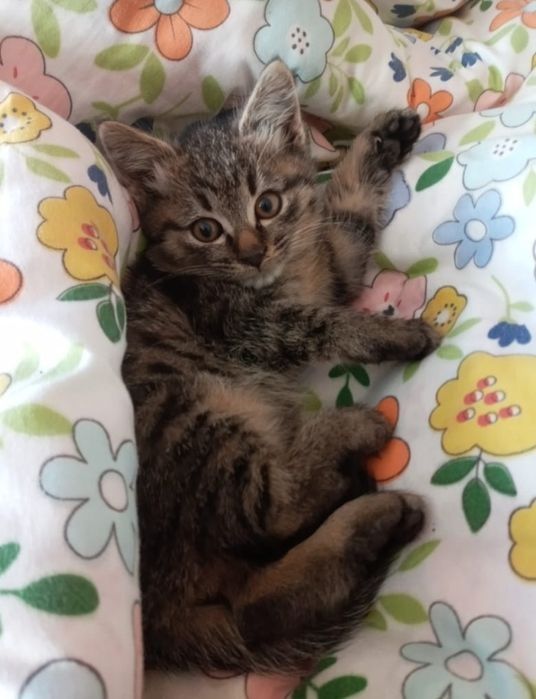 Бесплатно котят в добрые руки