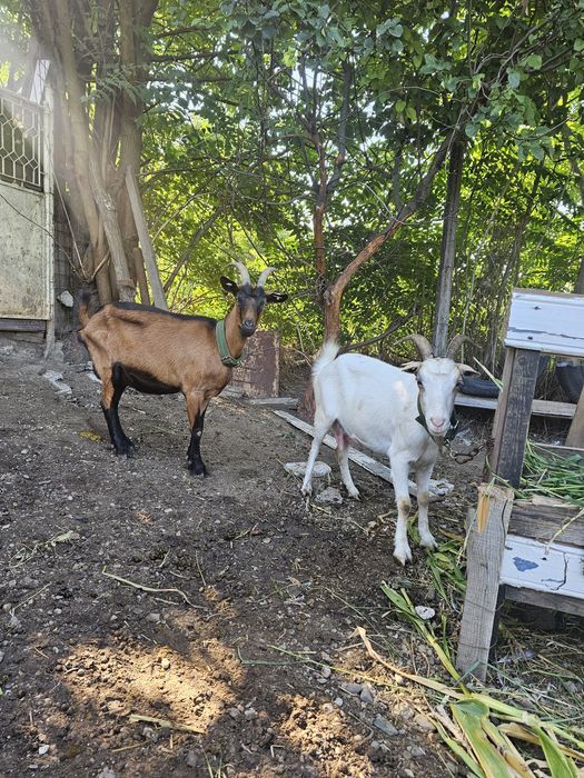 Vand doua capre una corcitura de sannen iar cealaltă ieduta de  Alpin francez