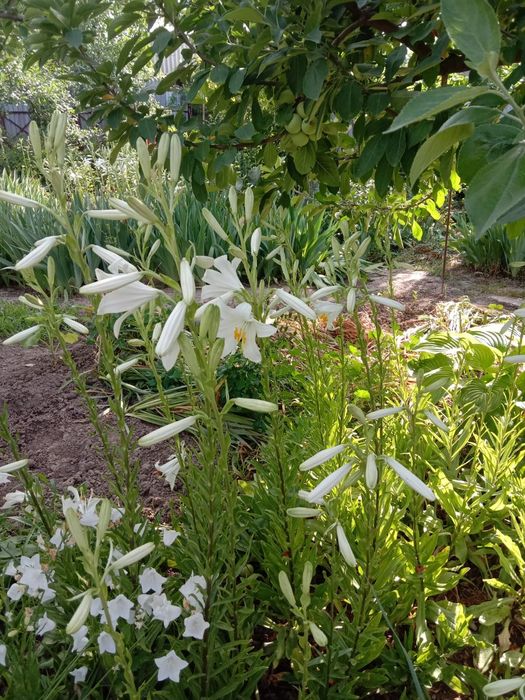 Цветы для вашего сада и огорода!!!