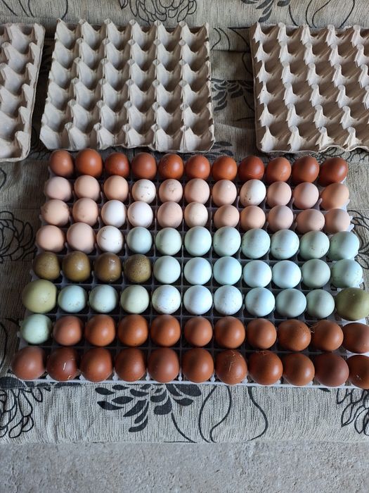 Oua pentru incubat Araucana. Austrolop  Marans .