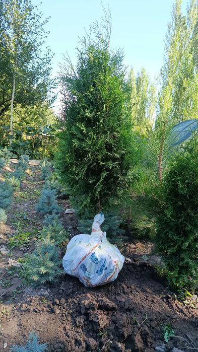 Саженцы кошет барлыгы бар