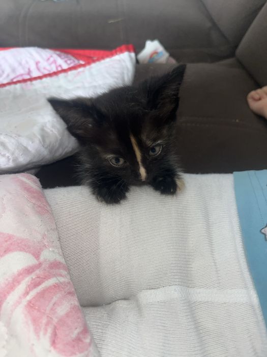 СРОЧНО! Котенок в добрые руки