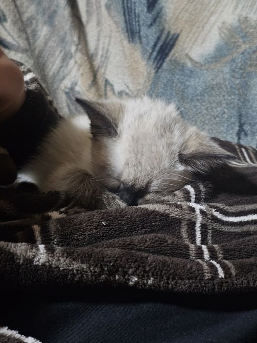 продаются сиамские котята