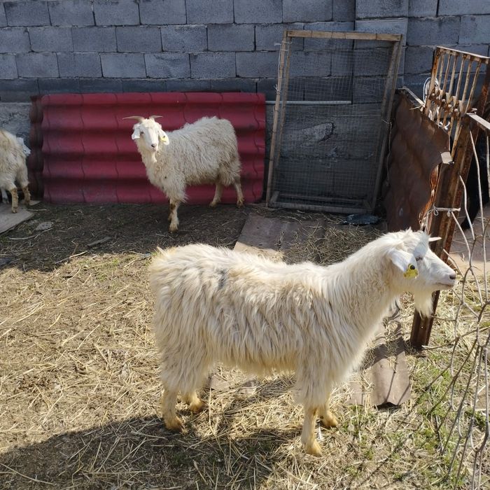 Козы бараны овцы коза козёл