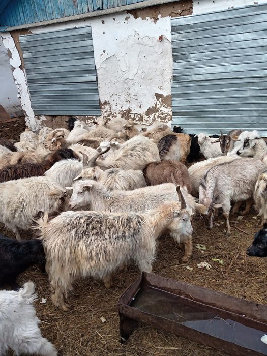 Продам коз и баран