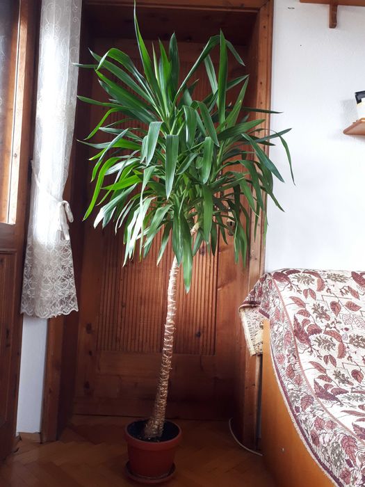 Продавам ЮКИ от 50 см до 2.50 м