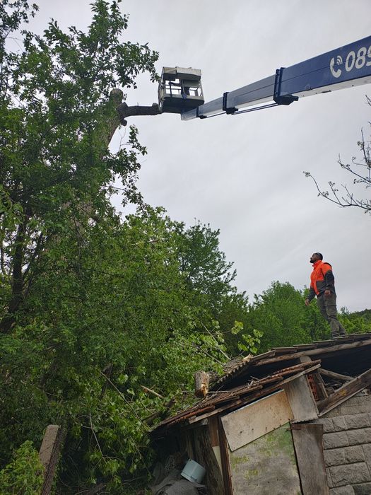 Рязане и кастрене на дървета с автовишка