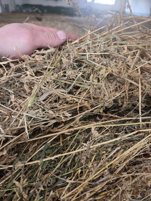 Vând baloti de lucerna( otava )