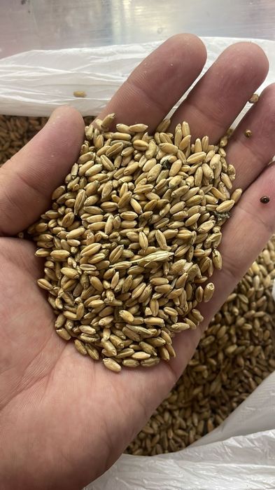 Продам пшеницу чистая хорошая