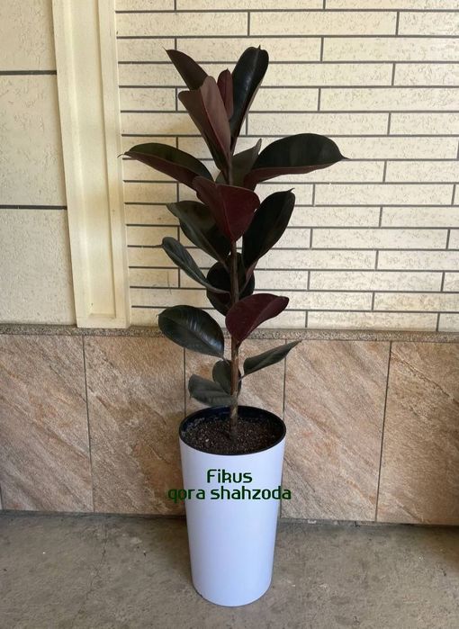 Xona va ofis  gullari