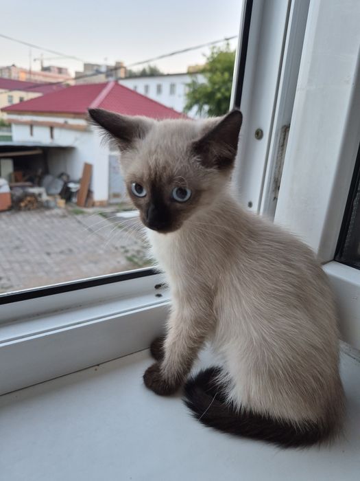 Котенок ищет семью