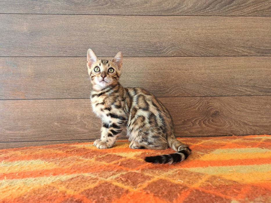 Бенгалски котета