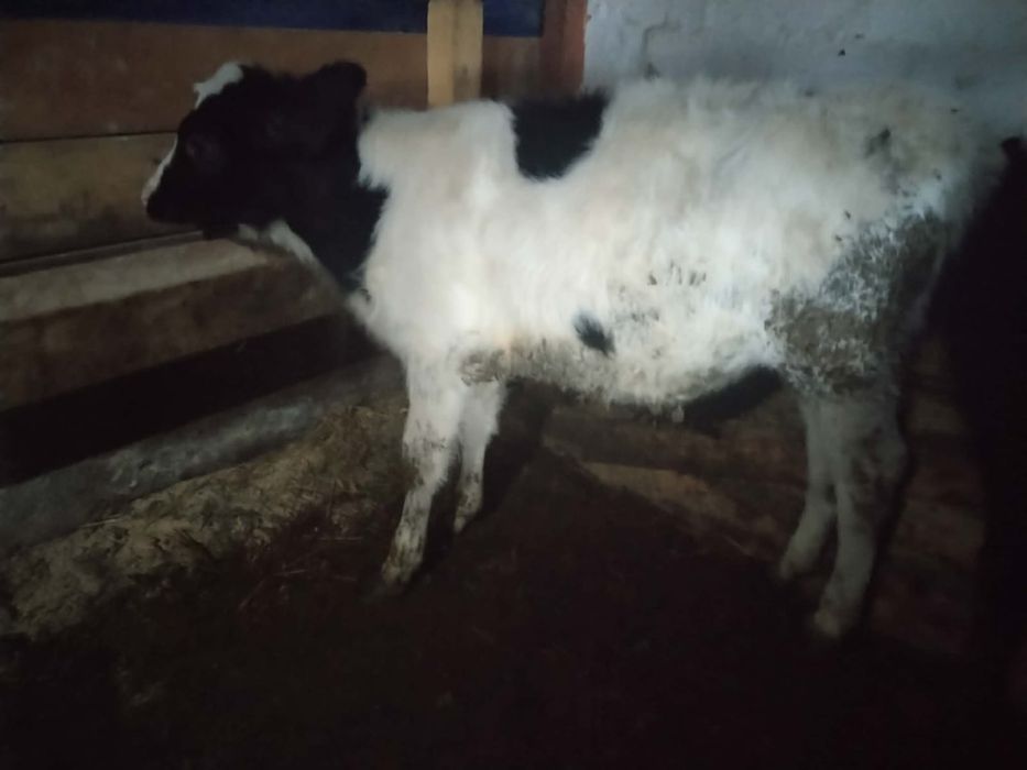 Vând 3 vitele înțărcate