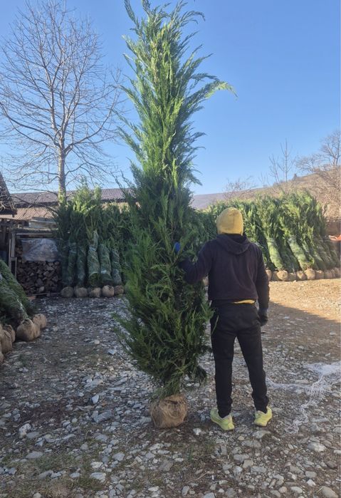 Leylandii gard viu vesnic verde 1m - 4m