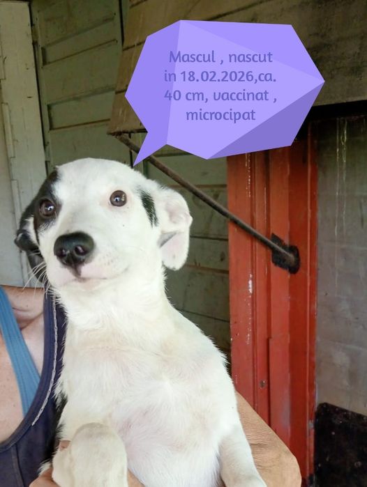 Câini pentru adoptie