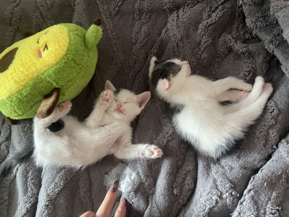 Котята, отдам в хорошие руки