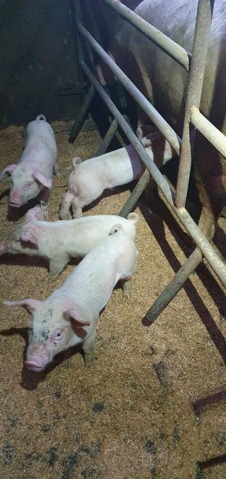 Продаются поросята