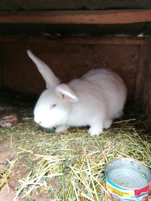 Продам кроликов разных