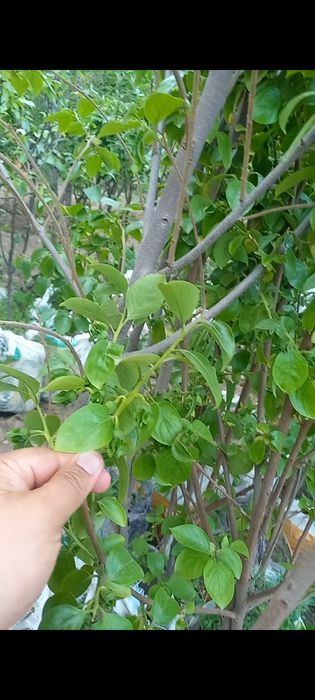 Меваси кучатлар 5-6 йилликлари бор