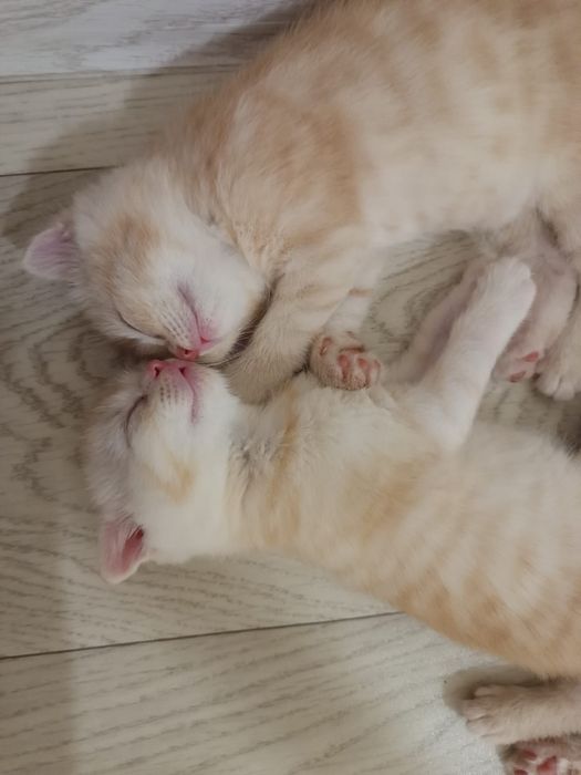 Продам котят Скоттиш - фолд