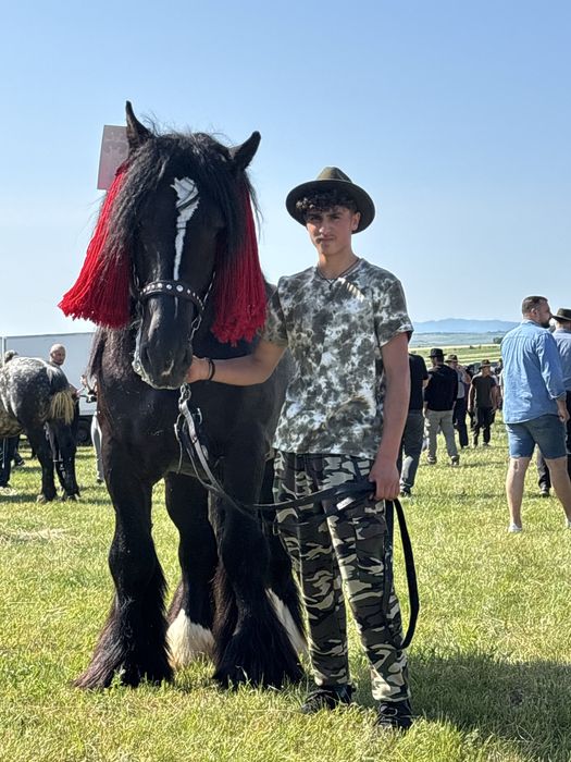 Ofer super armasar pt reproductie din rasa BELGIAN TREKPAARD