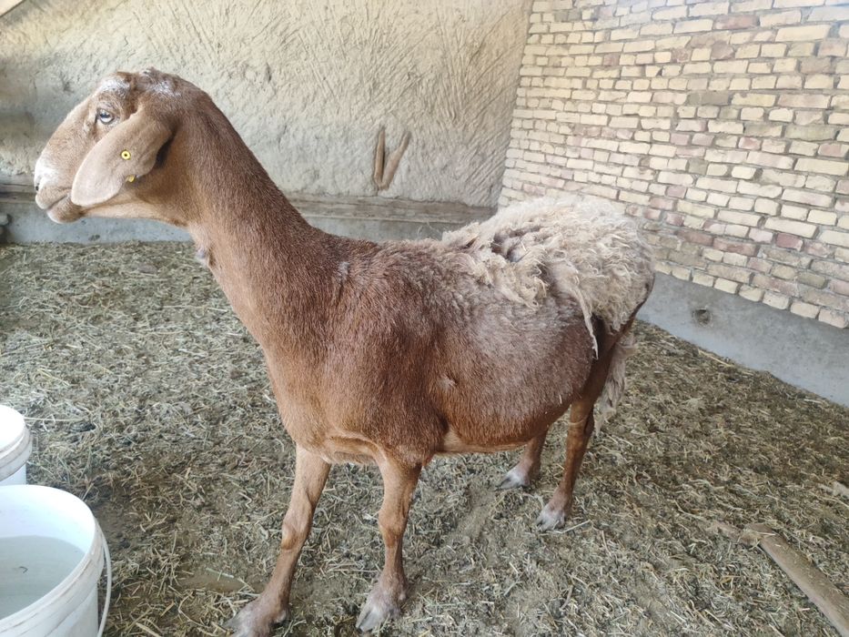 Qirgiz qoy bugoz